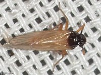 Delphacid Planthopper