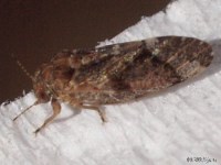 Hackberry Psyllid