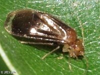 Hairy-winged Barklice