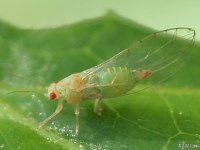 Psyllid