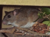 Unknown, Possible Norway Rat or Woodrat