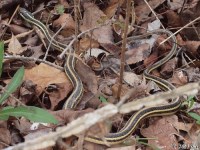 Ribbon Snake