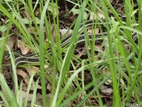 Ribbon Snake