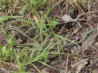 Ribbon Snake