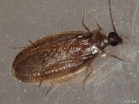 Hooded Cockroach