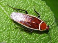 Pale Bordered Field Cockroach