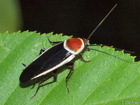 Pale Bordered Field Cockroach