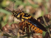 Robber Fly Feeding