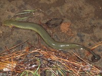 Lesser Siren