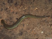 Lesser Siren