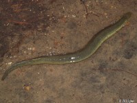 Lesser Siren