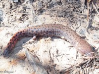 Gulf Coast Waterdog