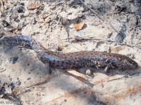 Gulf Coast Waterdog