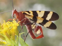 Scorpionfly