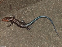 Five-lined Skink