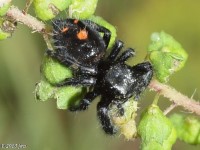 Bold Jumper Spider