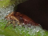 Spittlebug Nymph