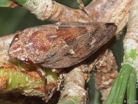 Pine Spittlebug