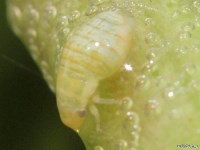 Spittlebug Nymph