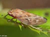 Pine Spittlebug