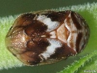 Spittlebug on wild grape