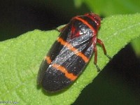 Two-lined Spittlebug