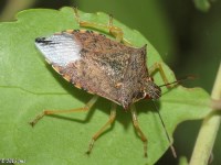 Spined Soldier Bug