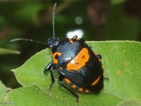 Anchor Stink Bug