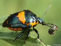 Stink Bug Feeding