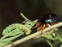 Juvenile Anchor Stink Bug