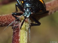 Anchor Stink Bug