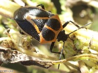 Predatory Stink Bug