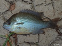 Redbreast Sunfish