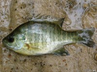 Bluegill Sunfish