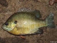 Bluegill Sunfish