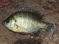 Bluegill Sunfish