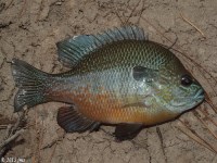 Bluegill Longear Hybrid Sunfish