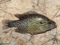 Warmouth Sunfish