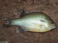 Bluegill Redbreast Hybrid Sunfish