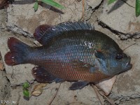 Readbreast Redear Hybrid Sunfish