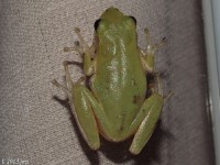 Squirrel Treefrog