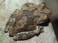 Gray Treefrog