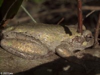 Gray Treefrog