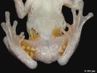 Underneath of Gray Treefrog, large adult