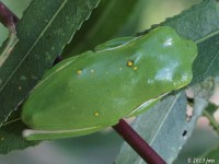 Juvenile Gree Treefrog