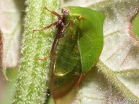 Treehopper