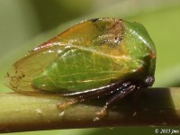 Treehopper