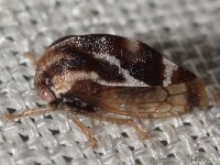 Treehopper