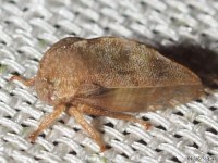 Treehopper