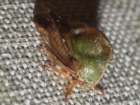 Treehopper